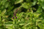 Pfefferminze (Mentha × piperita); Peppermint (Engl.)