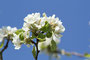 Kirschblüte (Prunus avium); Cherry (Engl.)