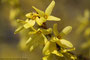 Forsythie (Forsythia); Forsythia × intermedia (Engl.)