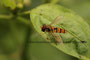 Hainschwebfliege (Episyrphus balteatus); Hoverflies (Engl.)