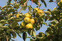 Apfel (Malus); Apple (Engl.) 