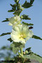 Gewöhnliche Stockrose (Alcea rosea); Alcea rosea (Engl.)