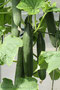 Midi - Gurke  (Cucumis sativus); Cucumber (Engl.)