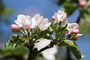 Apfelbaumblüte; Apfel (Malus); Apple (Engl.) 