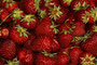 Erdbeere (Fragaria); Strawberry (Engl.)