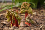 Rhabarber (Rheum rhabarbarum); Rhubarb (Engl.)