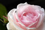Rose (Rosa); Rose (Engl.)