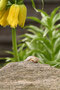 Kaiserkrone (Fritillaria imperialis); Crown imperial or Kaiser's crown (Engl.)