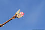 Bodnant-Schneeball (Viburnum xbodnantense); Bodnant viburnum (Engl.)