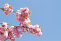 Japanische Blütenkirsche (Prunus serrulata); Prunus serrulata (Engl.)