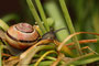 Garten - Schnirkelschnecke (Cepaea hortensis (Weichtiere)); White-lipped snail (Engl.)