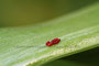 Lilienhähnchen (Lilioceris lilii), Eier; Scarlet lily beetle (Engl.)