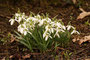 Schneeglöckchen (Galanthus); Snowdrop (Engl.)