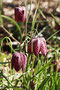 Schachbrettblume (Fritillaria meleagris); Fritillaria meleagris (Engl.)