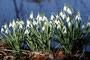 Schneeglöckchen (Galanthus); Snowdrop (Engl.)