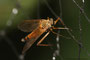 Schnepfenfliege (Rhagionidae); Snipe flies (Engl.)