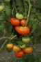 (Italienische Ochsenherz-) Tomate (Solanum lycopersicum; Tomato (Engl.)