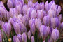 Krokus (Crocus); Crocus (Engl.)