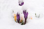 Krokus (Crocus); Crocus (Engl.)