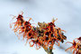 Hybrid - Zaubernuss (Hamamelis x intermedia); Hamamelis x intermedia (Engl.)