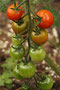 (Cocktail-)Tomate (Solanum lycopersicum); Tomato (Engl.)
