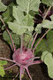 roter Kohlrabi (Brassica oleracea var. gongylodes); Kohlrabi (Engl.)