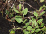Pfefferminze (Mentha × piperita); Peppermint (Engl.)