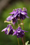 Akelei (Aquilegia); Aquilegia (Engl.)