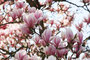 Magnolie (Magnolia x soulangiana); Magnolia(Engl.)