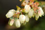 Heidelbeere (Vaccinium myrtillus); Blueberry (Engl.)