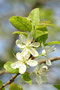 Pflaumen (Prunus domestica); Plum (Engl.)