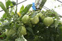 (Italienische Fleisch--)Tomate (Solanum lycopersicum); Tomato (Engl.)