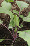 roter Kohlrabi (Brassica oleracea var. gongylodes); Kohlrabi (Engl.)