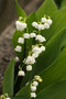 Maiglöckchen, gewöhnliches (Convallaria majalis (Maiglöckchengewächse)); Lily of the valley (Engl.)