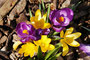 Krokus (Crocus); Crocus (Engl.)