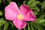  Hagebutte; ungiftige Sammelnussfrüchte verschiedener Rosenarten; Rose hip (Engl.)