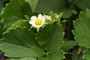 Erdbeere (Fragaria); Strawberry (Engl.)