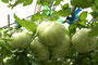 (Italienische Fleisch-)Tomate (Solanum lycopersicum); Tomato (Engl.)