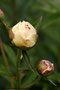 Pfingstrose (Paeonia); Paeonia (plant) (Engl.)