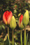 Tulpe (Tulipa); Tulip (Engl.)