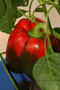 Paprika (Capsicum) (rot); Peppers (red) (engl.)
