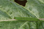 Raupe vom Kleinen Kohlweißling (Pieris rapae); Small White