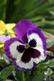 Hornveilchen (Viola cornuta); Viola cornuta (Engl.)