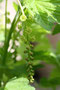 Johannisbeeren (Ribes); Redcurrant  (Engl.)
