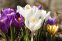 Krokus (Crocus); Crocus (Engl.)