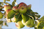 Apfel (Malus); Apple (Engl.) 