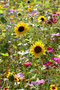 Sonnenblume (Helianthus annuus); Sunflower (Engl.)
