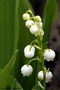 Maiglöckchen, gewöhnliches (Convallaria majalis (Maiglöckchengewächse)); Lily of the valley (Engl.)