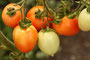 (Eier-)Tomate (Solanum lycopersicum); Tomato (Engl.)