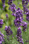 Echter Lavendel (Lavandula angustifolia); Lavender (Engl.)